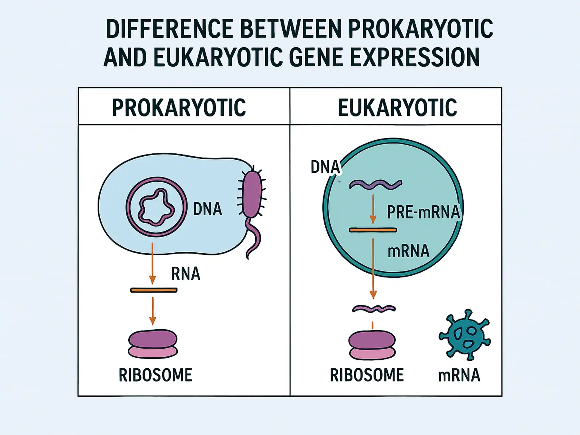 Hücrenin Temel Yapısı